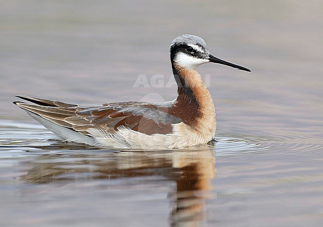 Adult female Wilson's Phalarope, Steganopus tricolor) in breeding plumage.
Cochise Co., Arizona, USA. stock-image by Agami/Brian E Small,