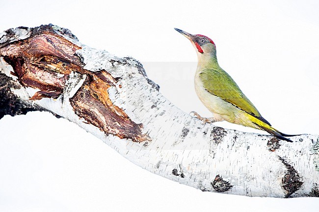 Iberian Green Woodpecker (Picus sharpei) in Leon, Spain. Perched on a fallen birch tree against white background. stock-image by Agami/Oscar Díez,