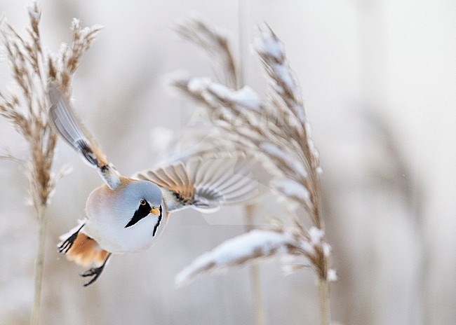 Bearded Reedling (Panurus biarmicus) Espoo Finland January 2016 stock-image by Agami/Markus Varesvuo,