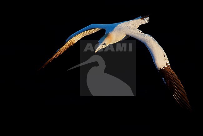 Northern Gannet (Morus bassanus) during summer on the Shetland Island, UK. stock-image by Agami/Markus Varesvuo,