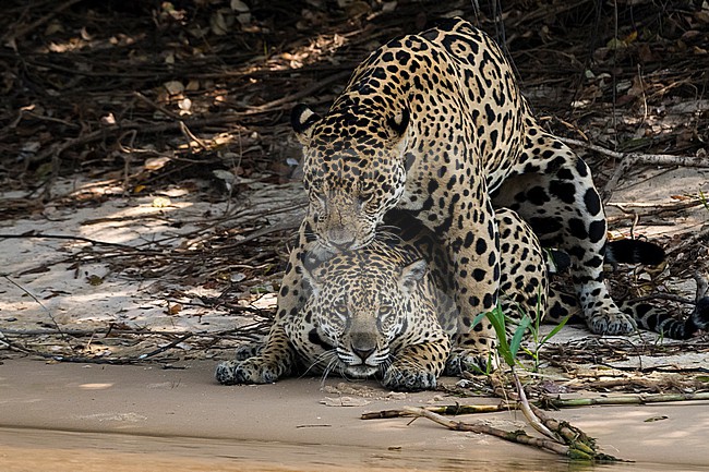 A pair of jaguars, Panthera onca, mating. Pantanal, Mato Grosso, Brazil stock-image by Agami/Sergio Pitamitz,