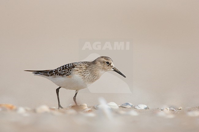 Bairds Strandloper op strand Wassenaar; Baird's Sandpiper on Wassenaar Beach (Netherlands) stock-image by Agami/Menno van Duijn,