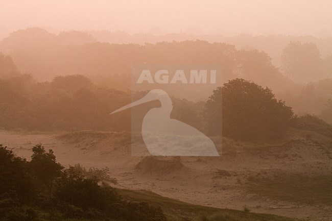 Duingebied Berkheide tussen Katwijk en Wassenaar; Area of dunes called Berkheide between Katwijk and Wassenaar stock-image by Agami/Menno van Duijn,