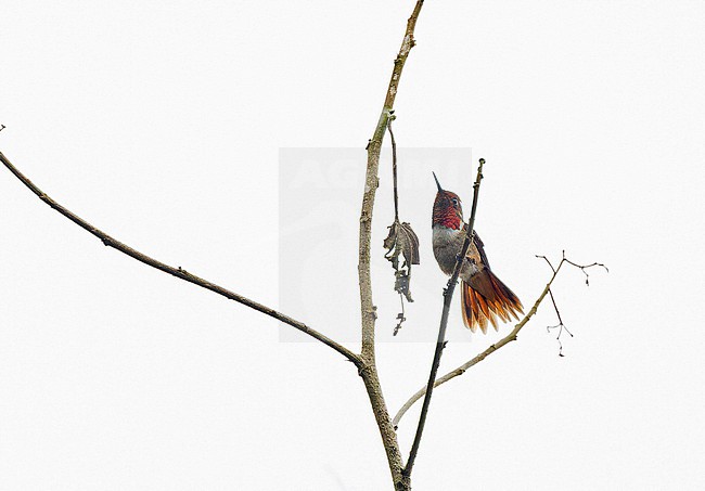 Male Glow-throated Hummingbird (Selasphorus ardens) in Panama. stock-image by Agami/Pete Morris,