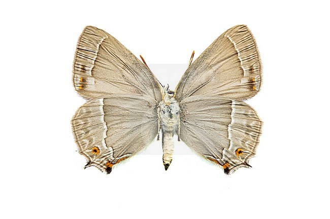 Purple Hairstreak, Eikenpage, Favonius quercus stock-image by Agami/Wil Leurs,