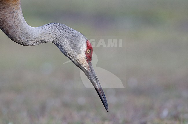 Florida Sandhill Crane, Grus canadensis pratensis, adult in Florida USA stock-image by Agami/Helge Sorensen,