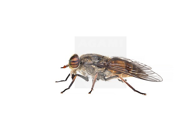 Hybomitra bimaculata stock-image by Agami/Wil Leurs,
