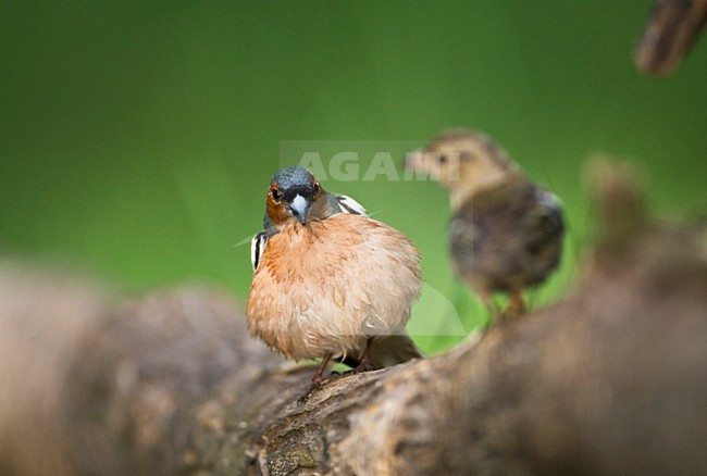 Mannetje Vink baltsend bij drinkplaats; Male Common Chaffinch displaying at drinking site stock-image by Agami/Marc Guyt,