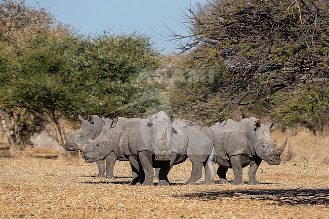 A group of four white rhinoceroses, Ceratotherium simum, standing in the savannah. Kalahari, Botswana stock-image by Agami/Sergio Pitamitz,