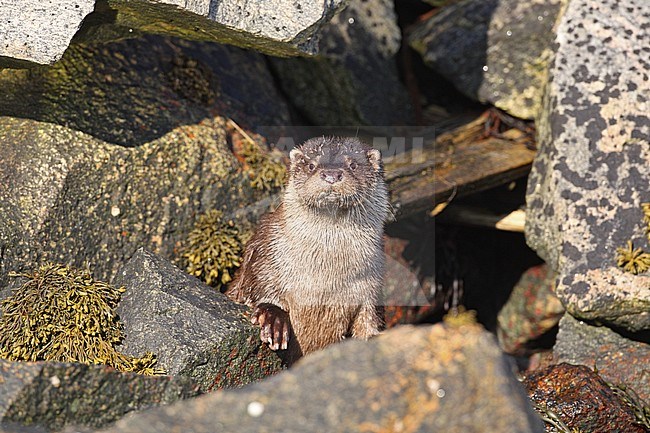 Eurasian Otter (Lutra lutra) at Flatanger in Norway. stock-image by Agami/Helge Sorensen,