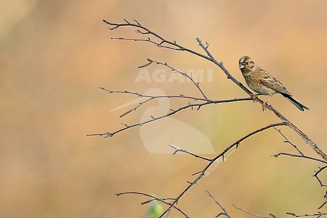 Adult female Pine Bunting (Emberiza leucocephalos leucocephalos) perched in a tree near lake Baikal in Russia. stock-image by Agami/Ralph Martin,