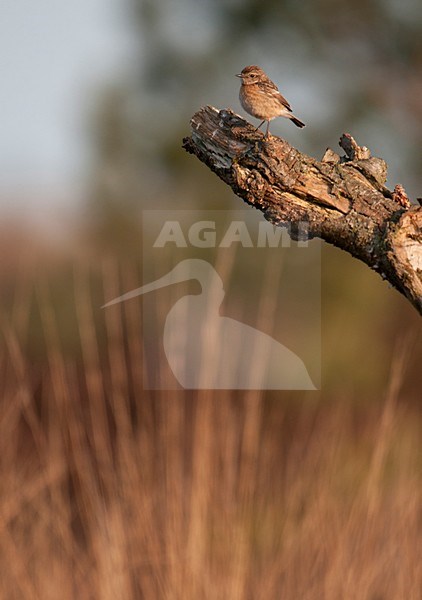 Juveniele Roodborsttapuit; Juvenile European Stonechat stock-image by Agami/Han Bouwmeester,