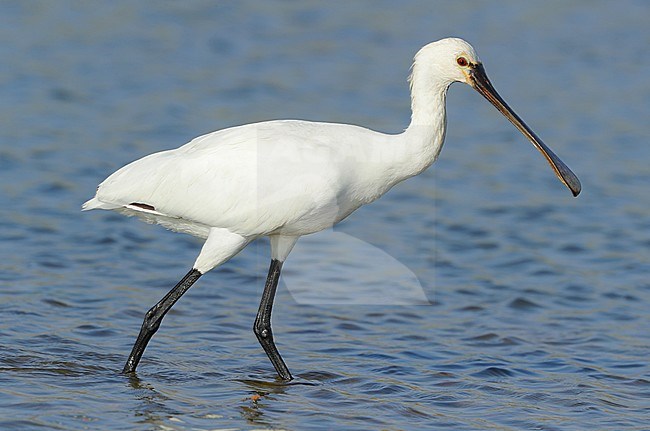 Eurasian Spoonbill (Platalea leucorodia) during late autumn wading through a lake at Quriyat in Oman. stock-image by Agami/Aurélien Audevard,