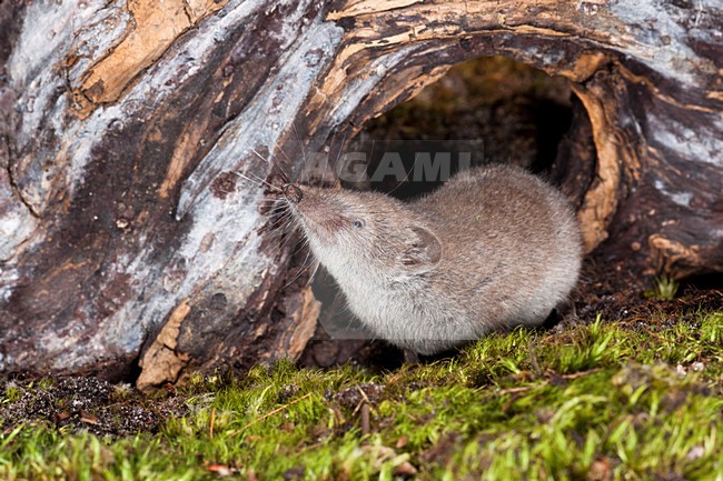 Huisspitsmuis op de grond; Greater White-toothed Shrew on the ground stock-image by Agami/Theo Douma,