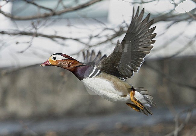 Mandarin Duck (Aix galericulata) Helsinki Finland April 2006 stock-image by Agami/Markus Varesvuo,