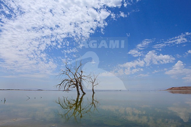 Salton Sea een zoutmeer in Californie USA, Salton Sea a salt lake in California USA stock-image by Agami/Wil Leurs,