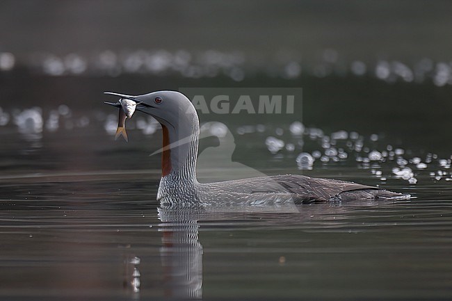 Red-throated Loon (Gavia stellata) stock-image by Agami/Kari Eischer,