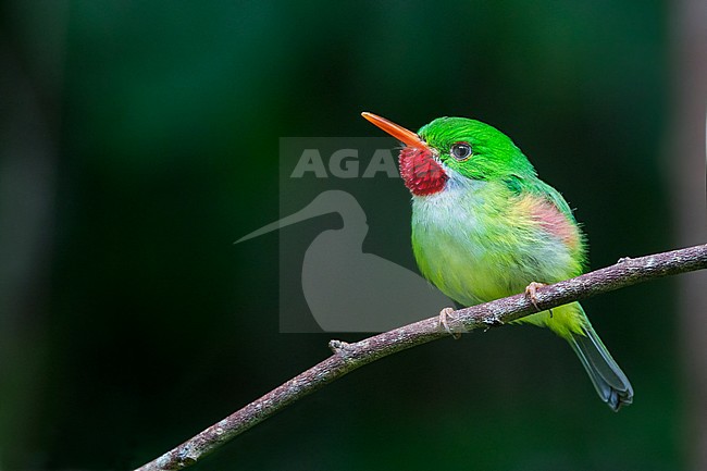Jamaican Tody, Todus todus) an small and colourful endemic species from Jamaica. stock-image by Agami/Dubi Shapiro,