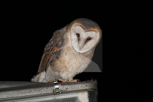 Kerkuil zittend op een lamp bij nacht; Barn Owl perched on a lamp at night stock-image by Agami/Chris van Rijswijk,