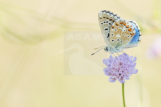 Lysandra bellargus - Adonis Blue  - Himmelblauer Bläuling, Germany, imago stock-image by Agami/Ralph Martin,