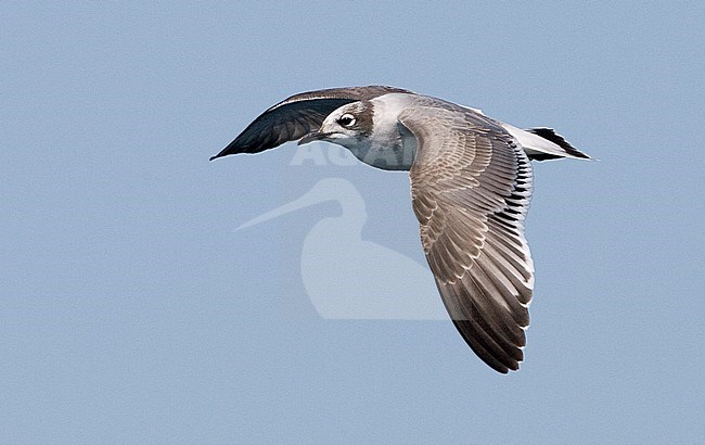 First-winter Franklin's Gull (Leucophaeus pipixcan) in flight against a blue sky  as background. stock-image by Agami/Brian Sullivan,