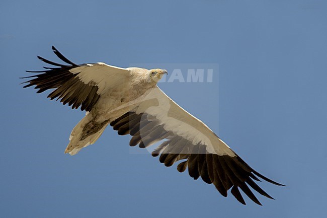 Volwassen Aasgier in vlucht; Adult Egyptian Vulture in flight stock-image by Agami/Daniele Occhiato,