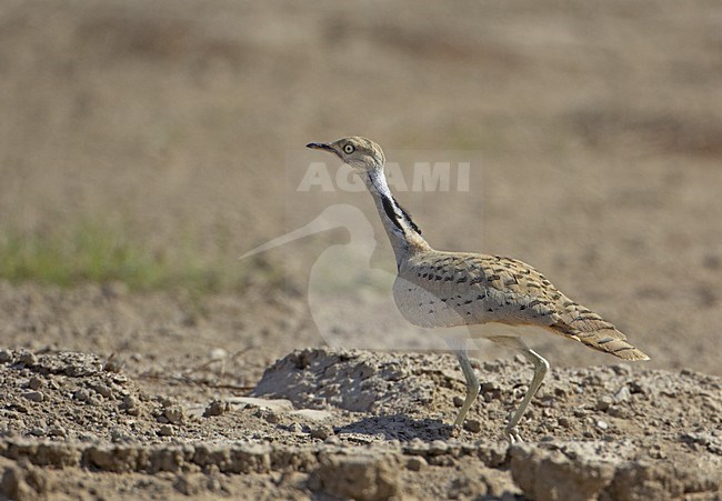 Volwassen Oostelijke Kraagtrap; Adult Macqueen\'s Bustard stock-image by Agami/Markus Varesvuo,