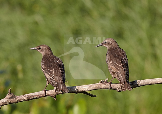 Jonge Spreeuw, Common Starling immature stock-image by Agami/Markus Varesvuo,
