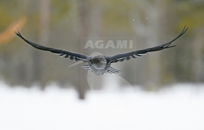 Raaf vliegend; Common Raven flying stock-image by Agami/Markus Varesvuo,