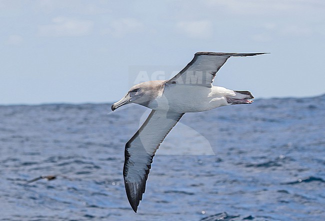 Shy albatross (Thalassarche cauta)  at sea off South Africa. stock-image by Agami/Pete Morris,