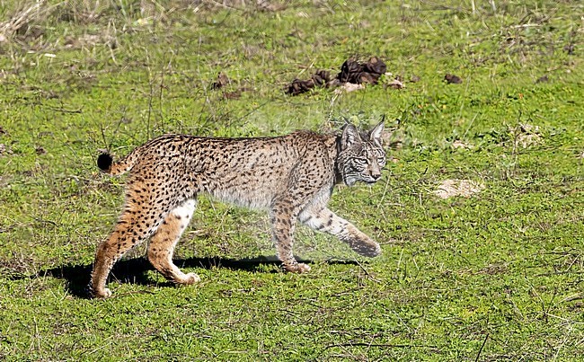 A young male Iberian Lynx (Lynx pardinus) in the Spanish Andujar mountains stock-image by Agami/Roy de Haas,