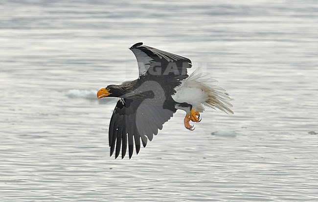 The Steller's Sea Eagle (Haliaeetus pelagicus) is one of the most impressive birds on our planet. It breeds in eastern Russia and winters in Russia, Korea and Japan. This photo is taken at Hokkaido, Japan, where large flocks of birds feed off the floating ice. stock-image by Agami/Eduard Sangster,