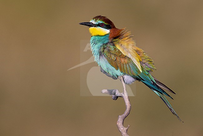 European Bee-eater, Merops apiaster, in Italy. stock-image by Agami/Daniele Occhiato,