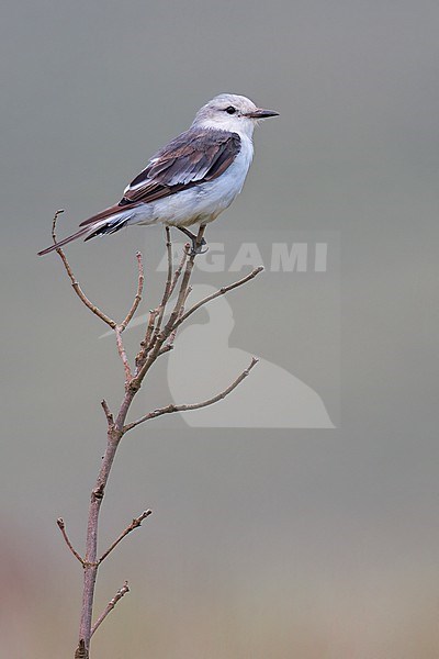 White-rumped Monjita (Xolmis velatus) Perched on top of dry scrubs in Brazil stock-image by Agami/Dubi Shapiro,