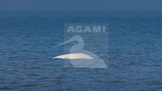 Beluga Whale (Delphinapterus leucas) swimming off Julianadorp, Noord Holland, the Netherlands. stock-image by Agami/Vincent Legrand,