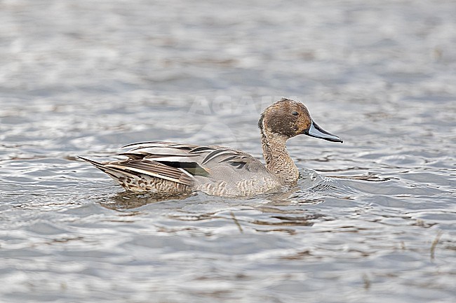 An adult male Northern Pintail (Anas acuta) moulting into breeding plumage stock-image by Agami/Mathias Putze,