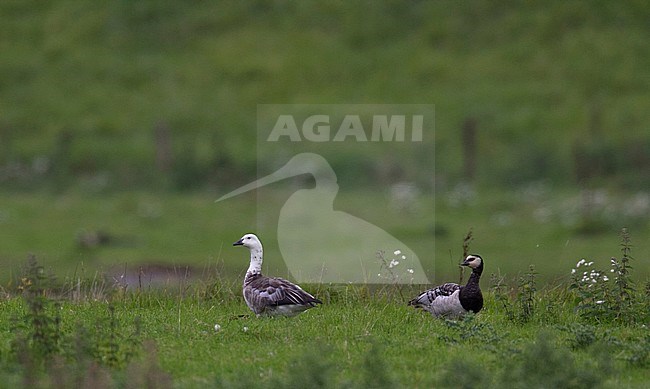 Snow Goose x Barnacle Goose (Anser caerulescens x Branta leucopsis) living together with Barnacle Geese in The Netherlands stock-image by Agami/Edwin Winkel,