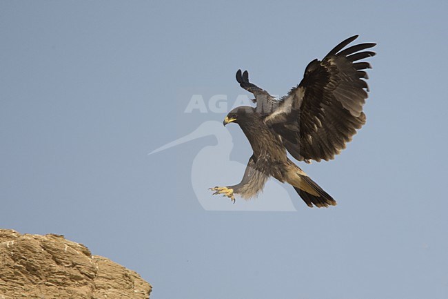 Bastaardarend in vlucht; Greater Spotted Eagle in flight stock-image by Agami/Daniele Occhiato,
