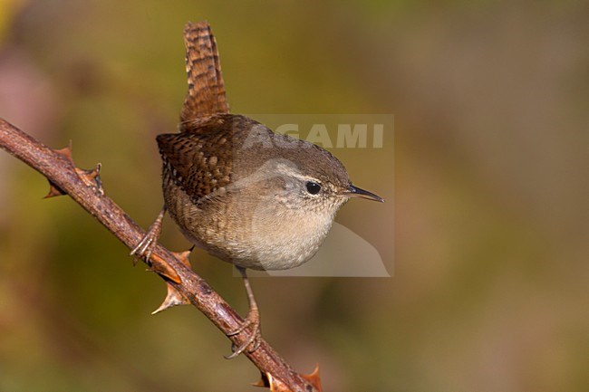Winterkoning op een doorntak; Winter Wren perched on a branch stock-image by Agami/Daniele Occhiato,