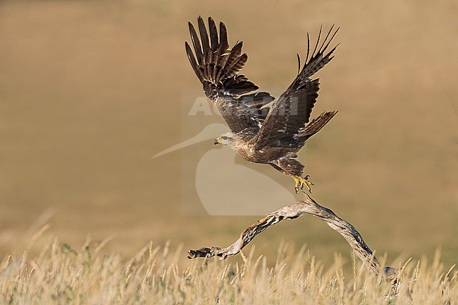 Black Kite (Milvus migrans) flying over steppes in Spain. stock-image by Agami/Alain Ghignone,