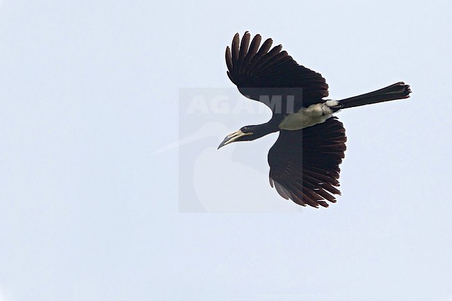 Congo Pied Hornbill (Lophoceros fasciatus) flying overhead in a rainforest in Ghana. ID based on distribution (east of river Niger). Split from West African Pied Hornbill. stock-image by Agami/Dubi Shapiro,