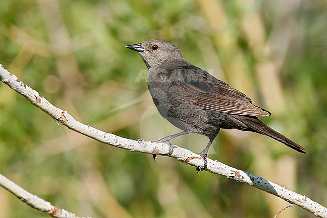 Adult female
Mono Co., CA
June 2008 stock-image by Agami/Brian E Small,