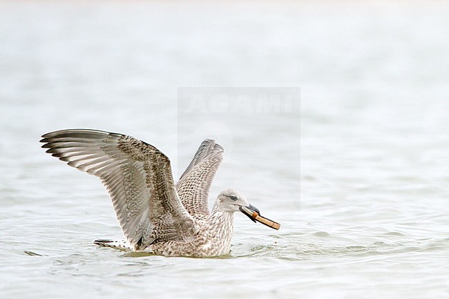 Lesser Black-backed Gull (Larus fuscus) along the Dutch north sea coast. Immature foraging in the surf, carrying shell in its bill. stock-image by Agami/Menno van Duijn,