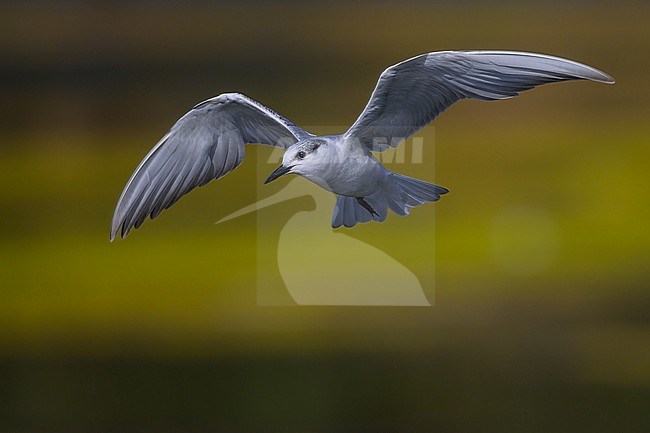 Whiskered tern, Chlidonias hybrida, in flight. stock-image by Agami/Sylvain Reyt,