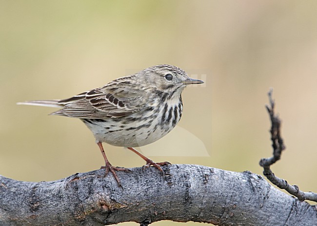 Meadow Pipit perched on a branch; Graspieper zittend op een tak stock-image by Agami/Markus Varesvuo,