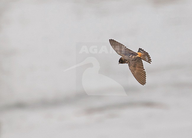 Red-throated Cliff Swallow (Petrochelidon rufigula) in Angola. stock-image by Agami/Pete Morris,