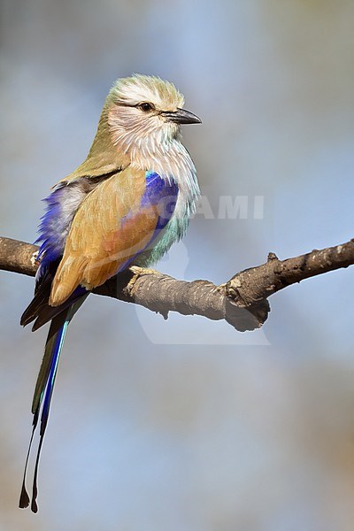 Racket-tailed Roller (Coracias spatulatus) perched on a branch in Tanzania. stock-image by Agami/Dubi Shapiro,