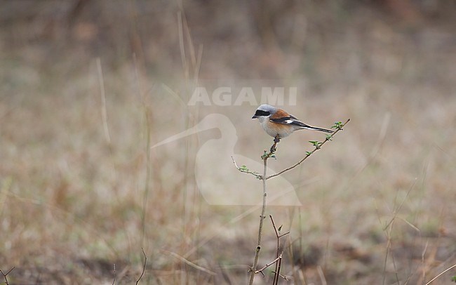 Bay-backed Shrike (Lanius vittatus vittatus) adult perched in a small bush atPench National Park, India stock-image by Agami/Helge Sorensen,