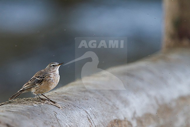 Waterpieper; Water Pipit; Anthus spinoletta ssp. coutellii stock-image by Agami/Ralph Martin,
