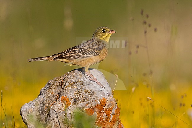 Ortolan Bunting (Emberiza hortulana) in France. stock-image by Agami/Daniele Occhiato,